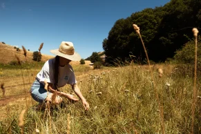 INTO THE WORLD OF AROMATIC POLLINO